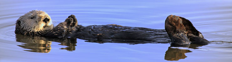 Picture of a Sea Otter
